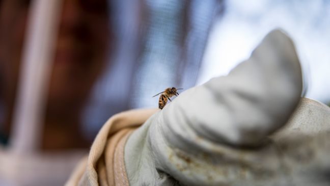 Click to enlarge Beekeeper Erin Gleeson looks at a honey bee