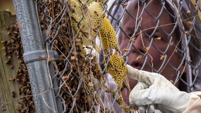 Click to enlarge Beekeeper Sean Kennedy inspects a swarm of honey bees