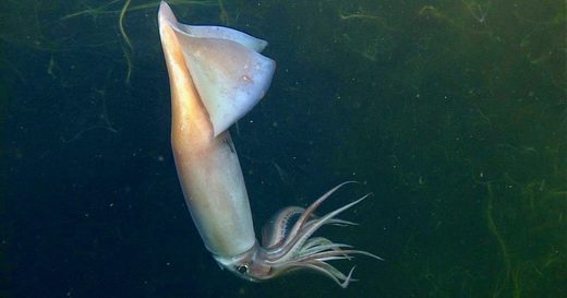 Humbolt squid