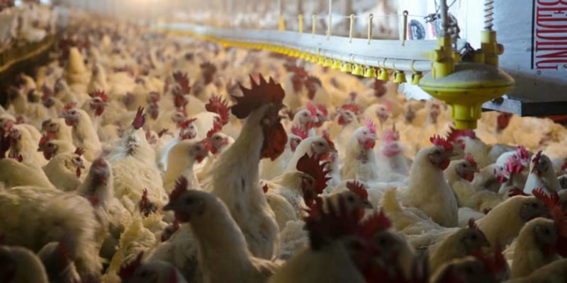 chickens