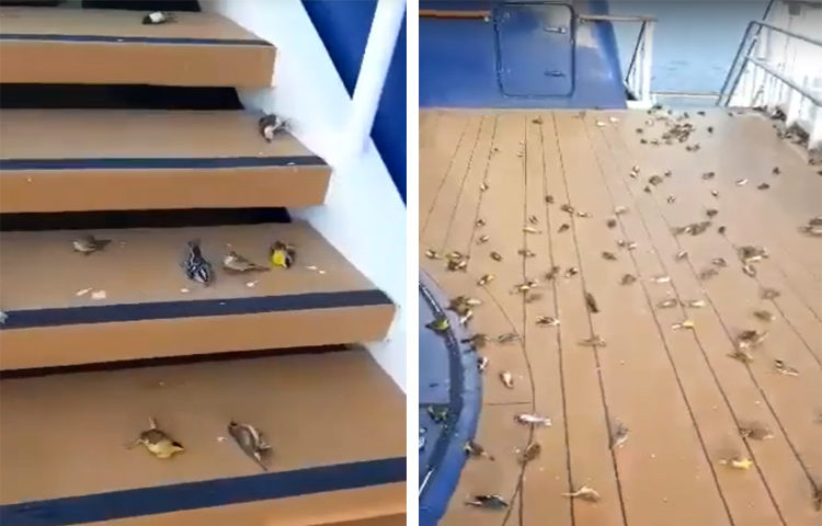 dead birds