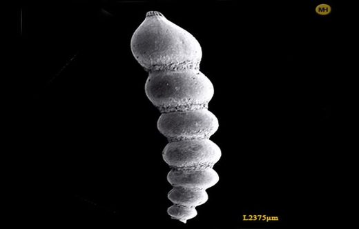 Click to enlarge Dentalina globifera