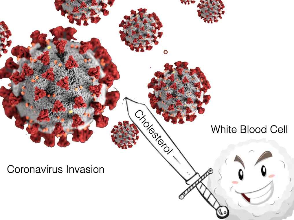 Click to enlarge cholesterol fights covid