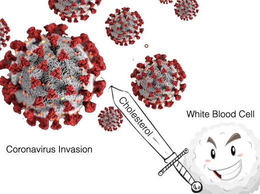 Can HDL cholesterol over 60 protect you from coronavirus?