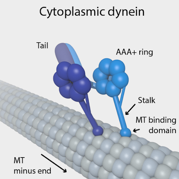 Click to enlarge Cytoplasmic dyneins