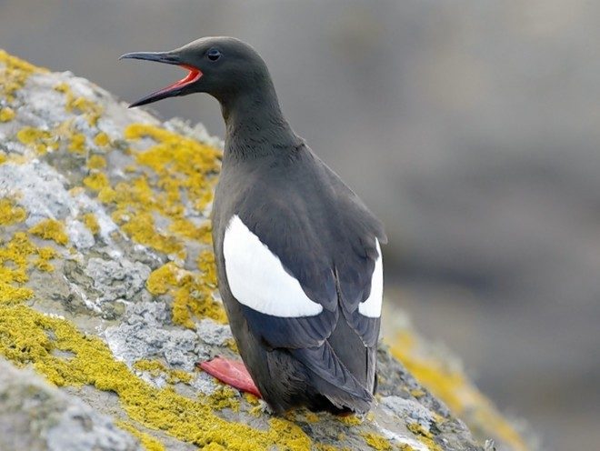 Black guillemot birds have been washing up on beaches across the north-east