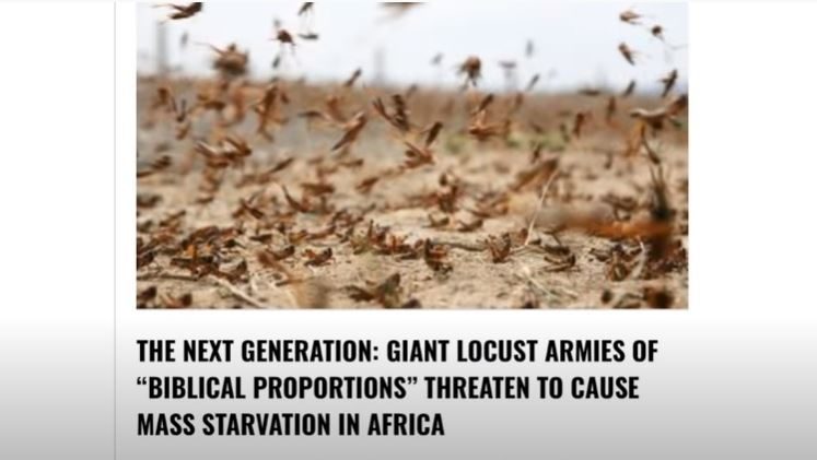 Locusts in Africa