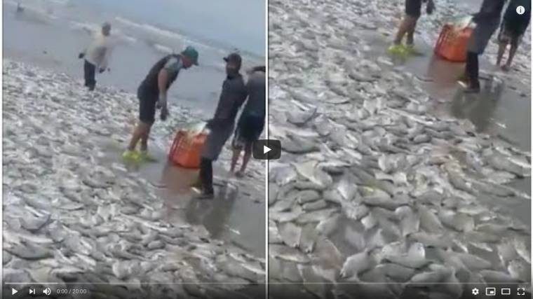 fish mass