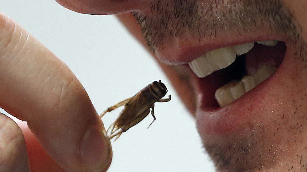 An employee eats a cricket at the Micronutris plant