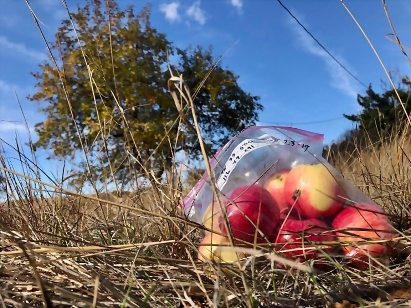 lost apple species