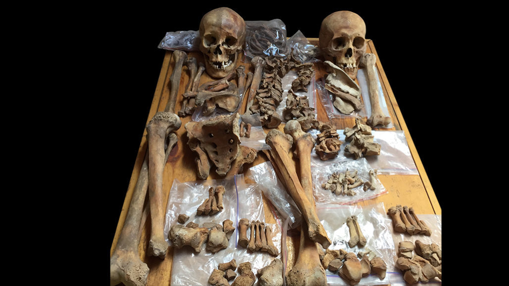 Mongolia skeleton