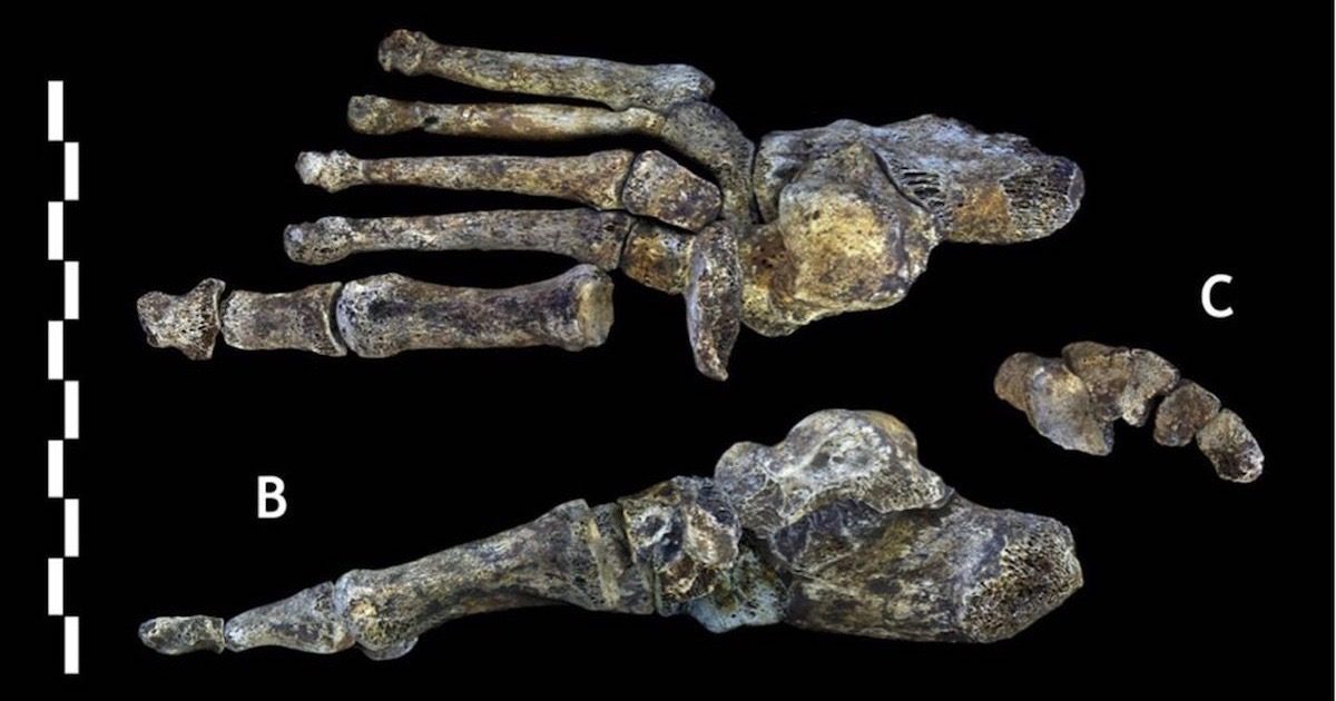 Foot of Homo naledi
