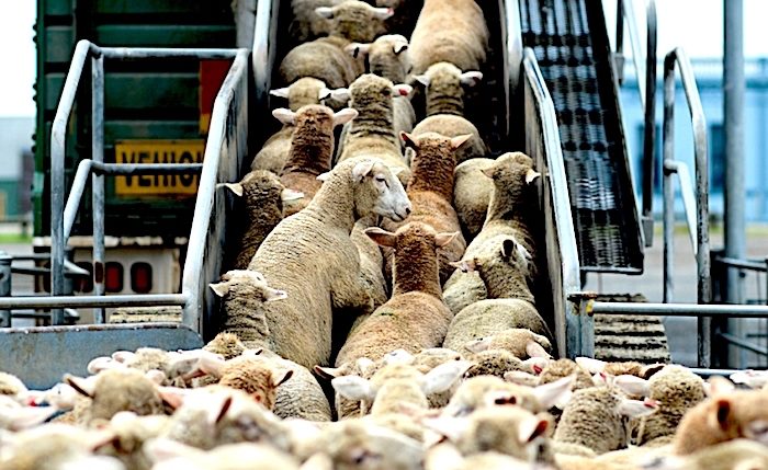 Click to enlarge Sheep to slaught