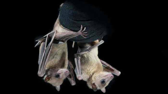 fruitbats