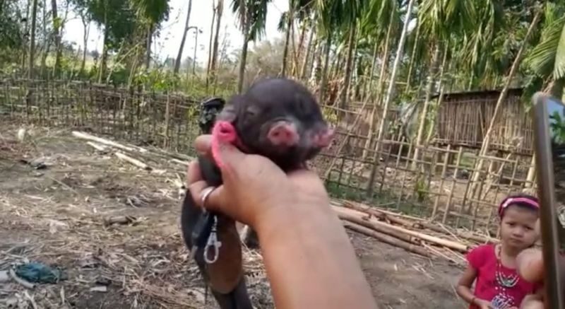 Click to enlarge As soon as the news spread, villagers streamed to Inghi’s house to have a glimpse of the piglet.