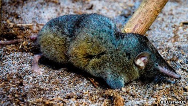 hero shrew