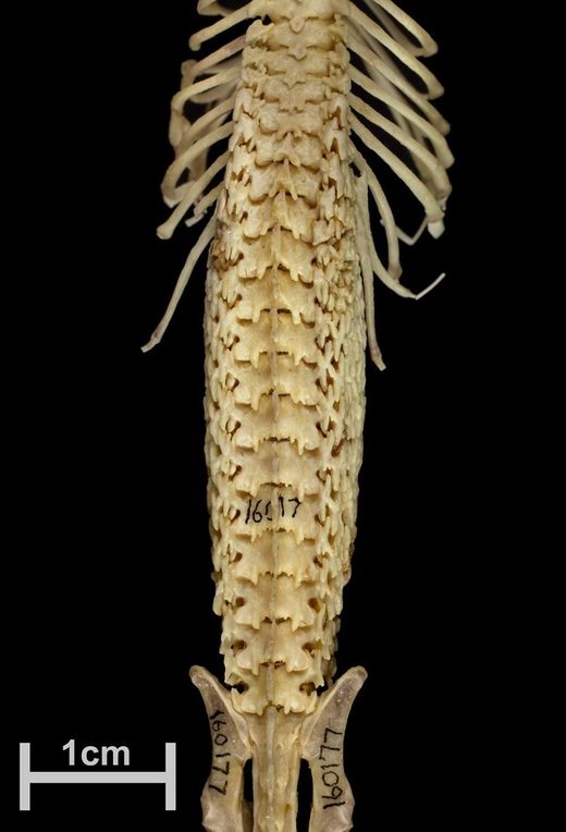 Click to enlarge hero shrew spine