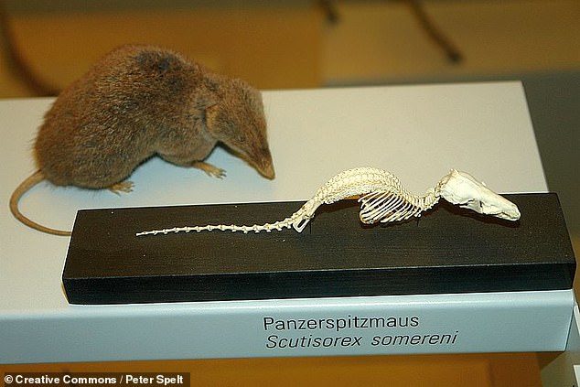 Click to enlarge hero shrew