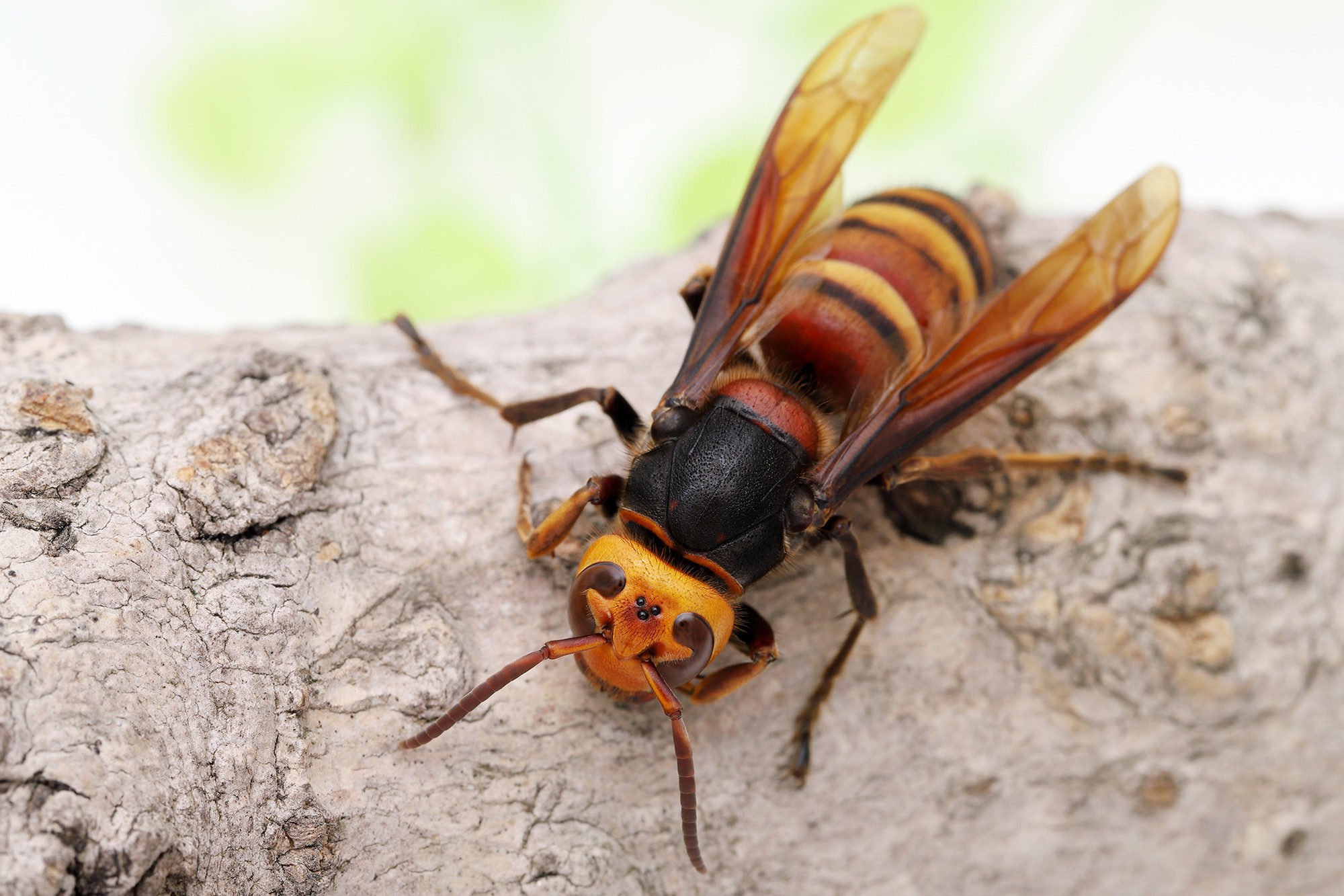 Asian giant hornet