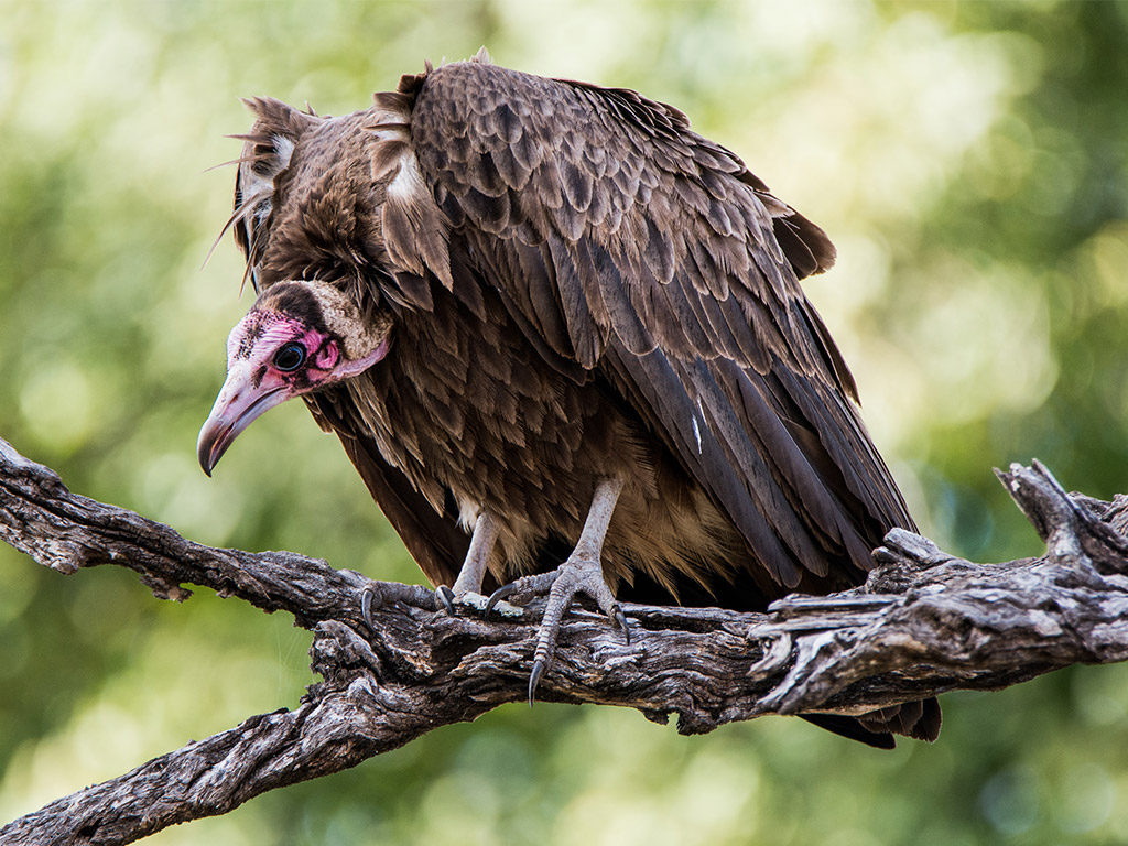 Click to enlarge hooded vulture