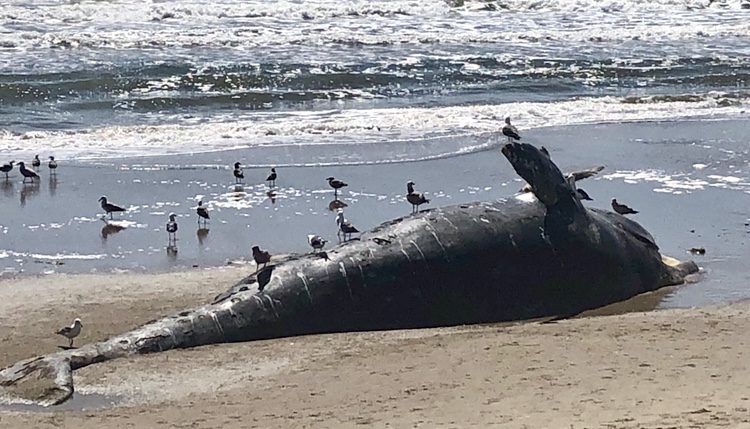Dead gray whale