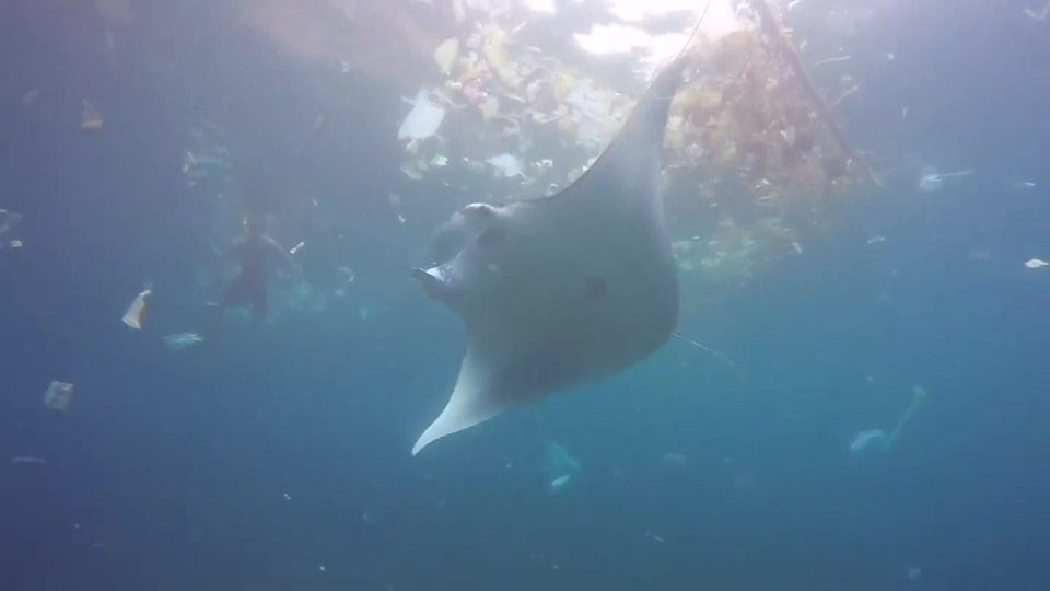 Click to enlarge What happens to microplastics in the ocean?