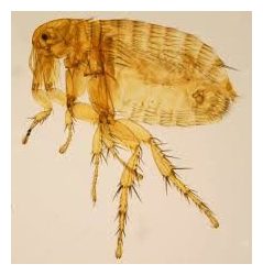 Click to enlarge Xenopsylla cheopis