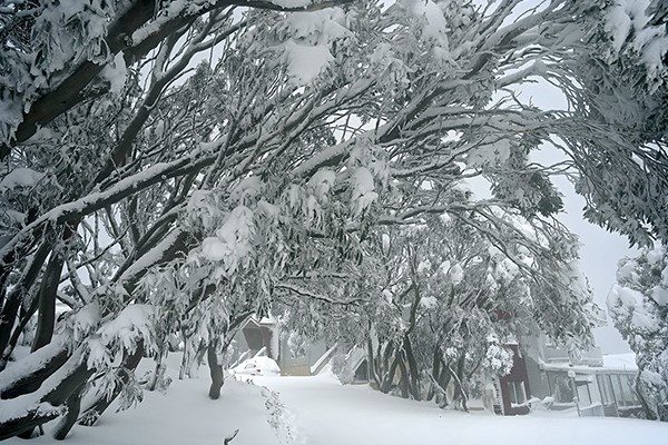 Click to enlarge SNOW