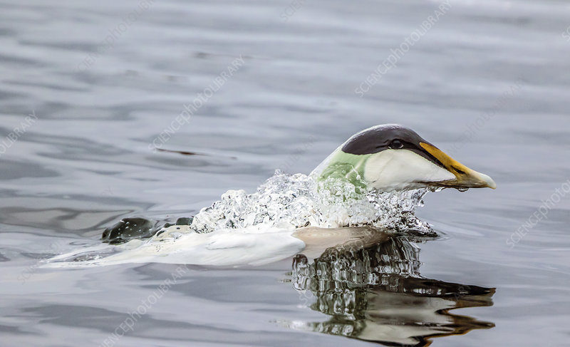 Eiders down