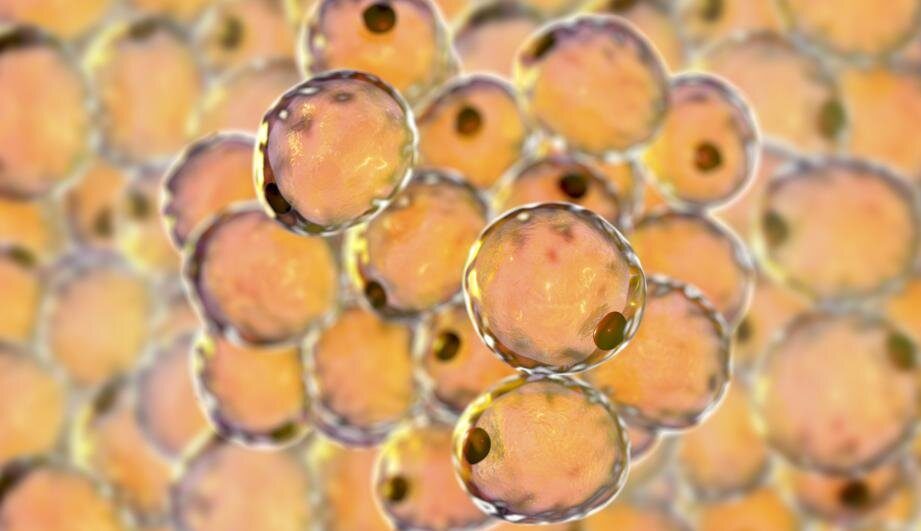white fat cells