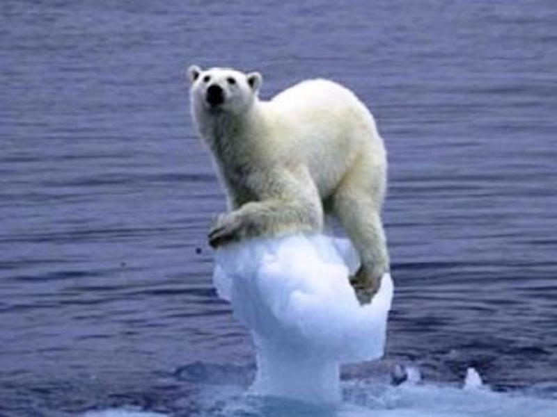 polar bear