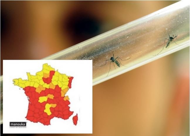 tiger mosquitoes france