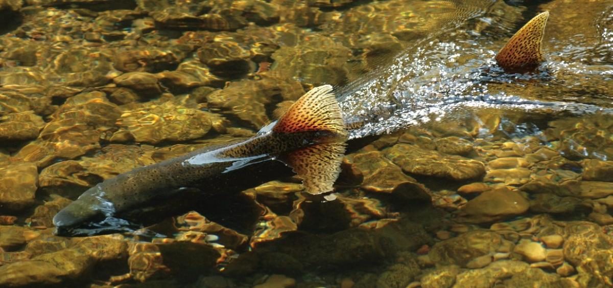Click to enlarge salmon