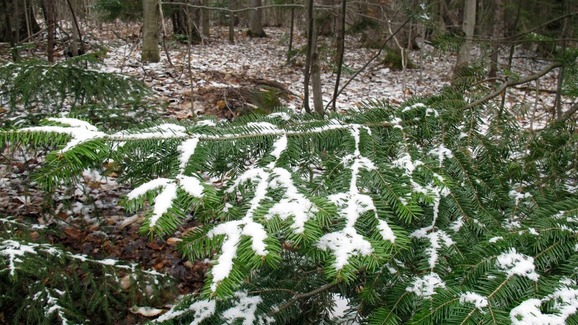 Click to enlarge A dusting of snow covers tree branches in Stowe, Vt., on Tuesday May 5, 2020.