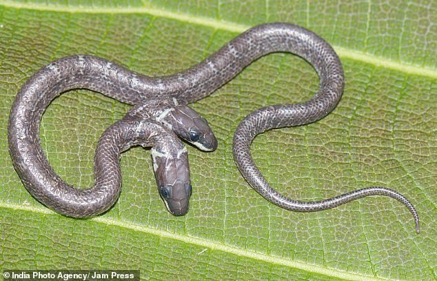 Rare Two-Headed Wolf Snake Discovered In Indian Forest