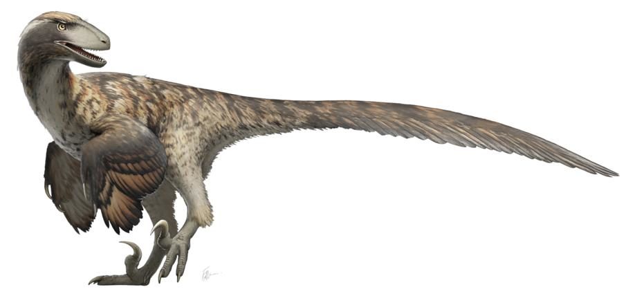 Click to enlarge Raptor