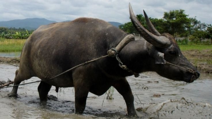 Water buffalo are usually used for tilling rice fields in Asian countries, while their milk is rich in fat and protein