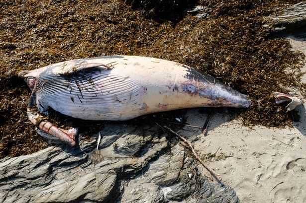 The whale, which is starting to decompose,