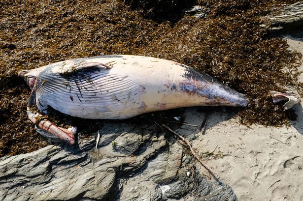 Click to enlarge The whale, which is starting to decompose,