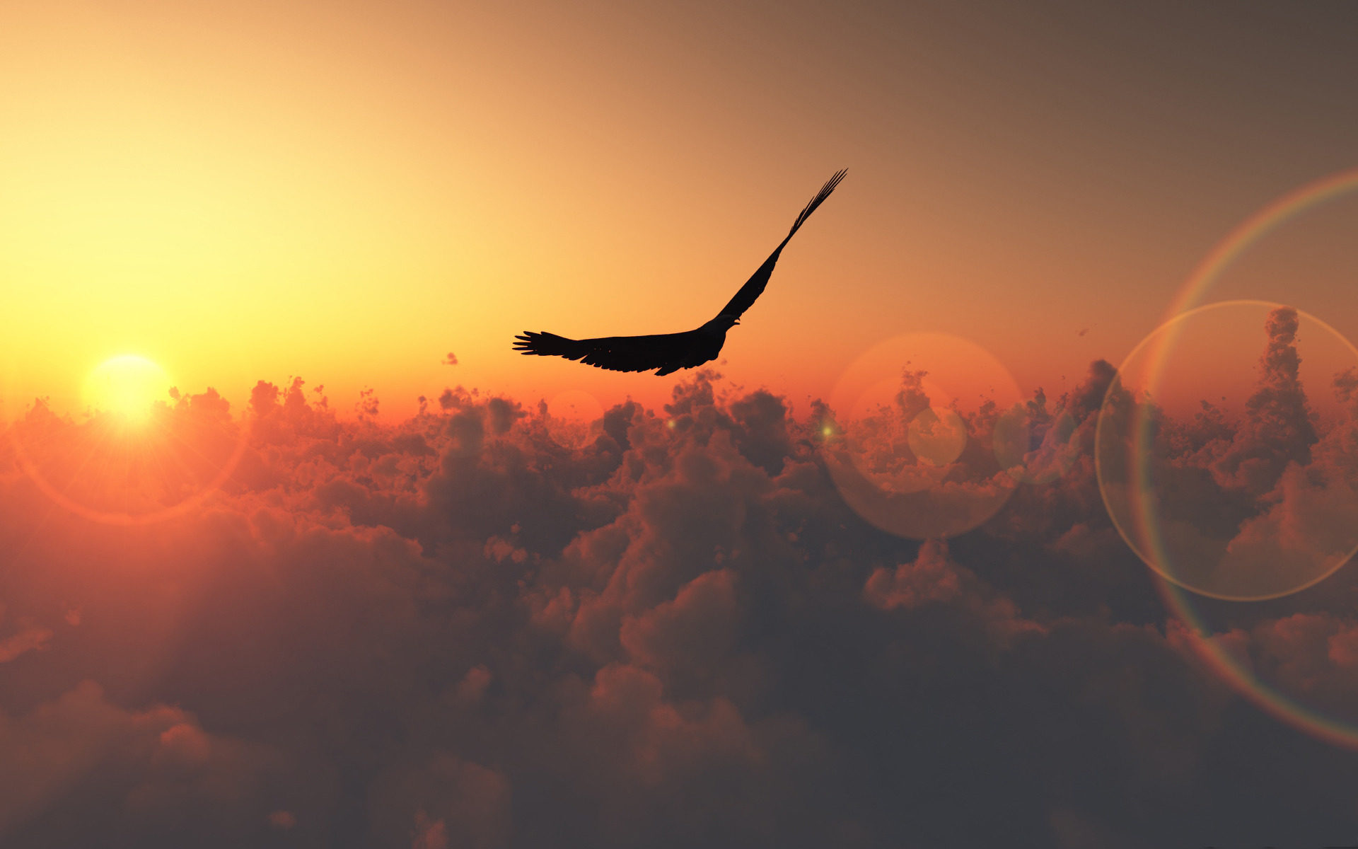 bird flying freedom