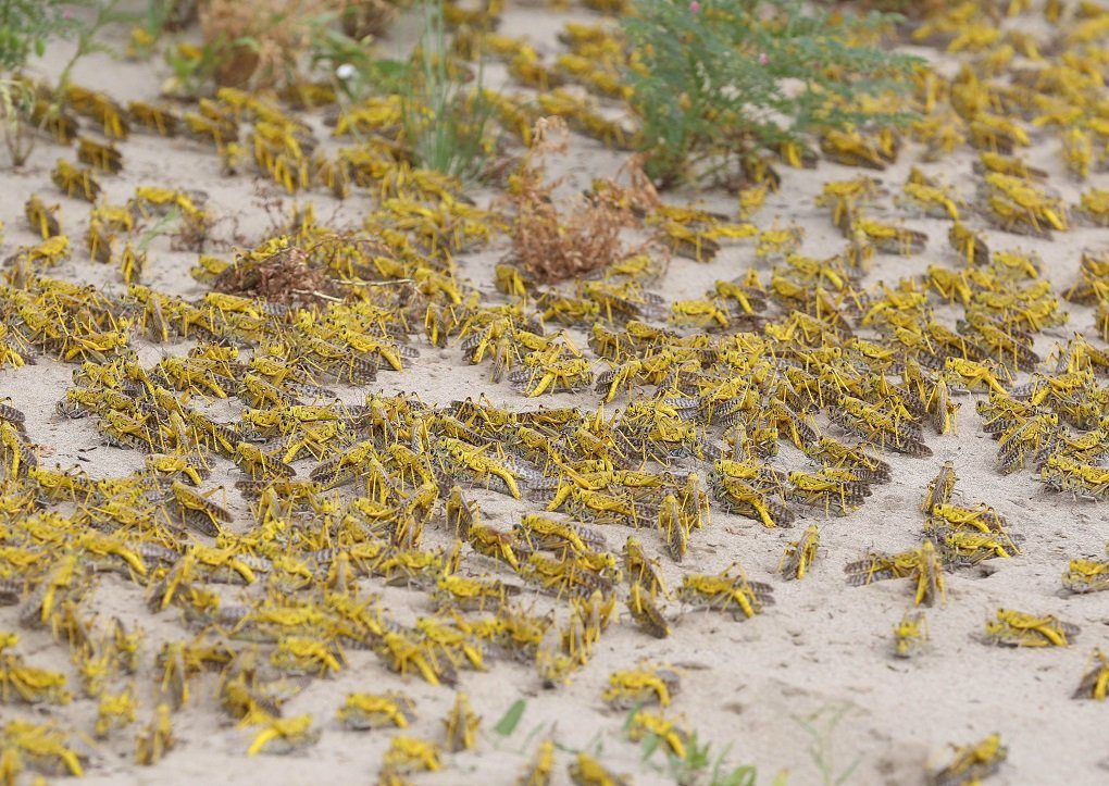 Click to enlarge Photo taken on March 1, 2020, shows desert locusts in Khushab, central Punjab province in Pakistan