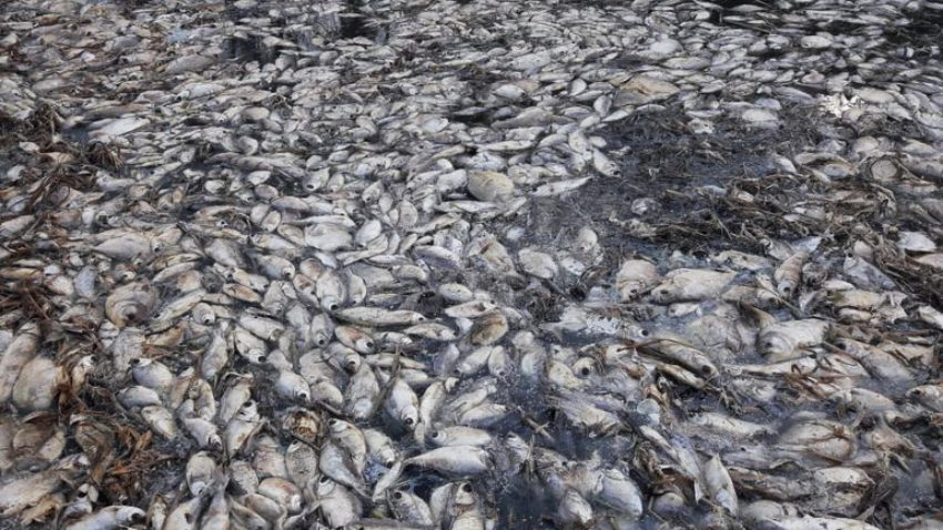 Click to enlarge dead fish