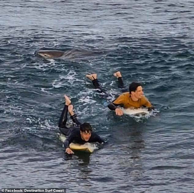 Photo shows moment shark breaches water