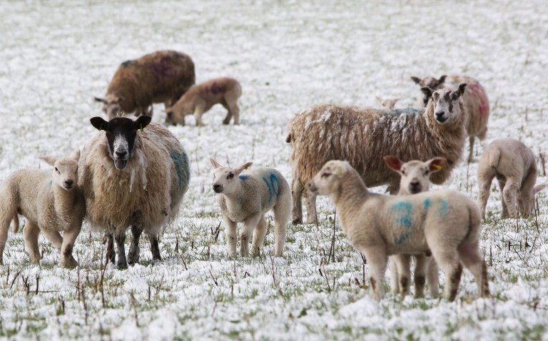 Sheep and their lambs near Tomintoul