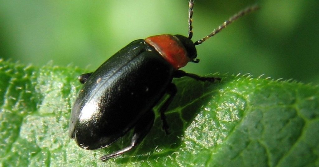 A flea beetle