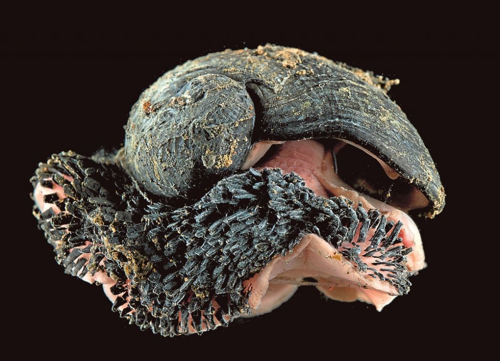iron snail deep sea vents