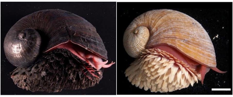 Click to enlarge iron snail forms