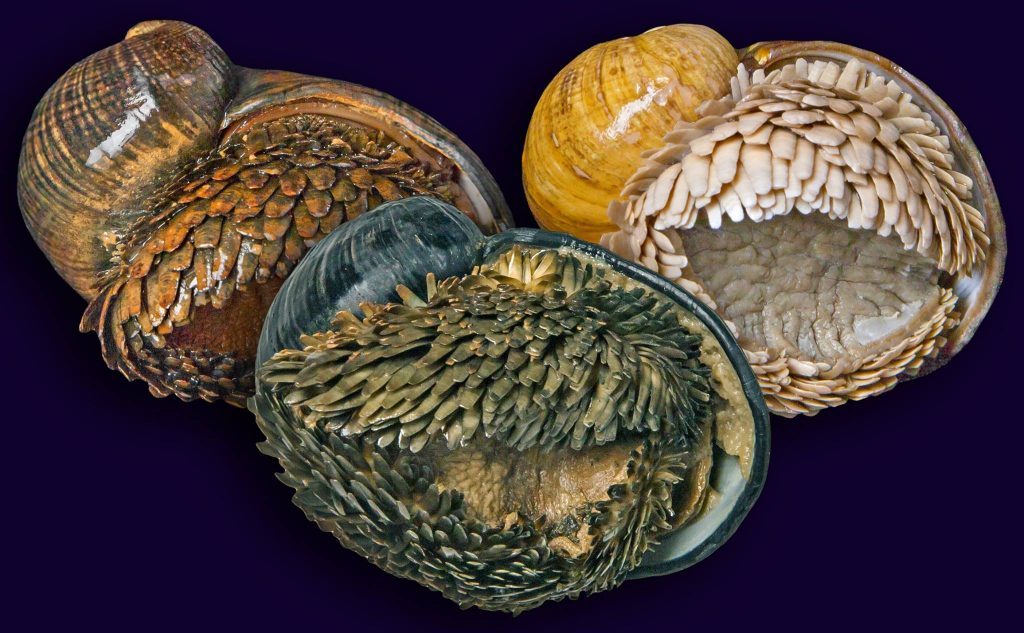 Click to enlarge iron snails colors