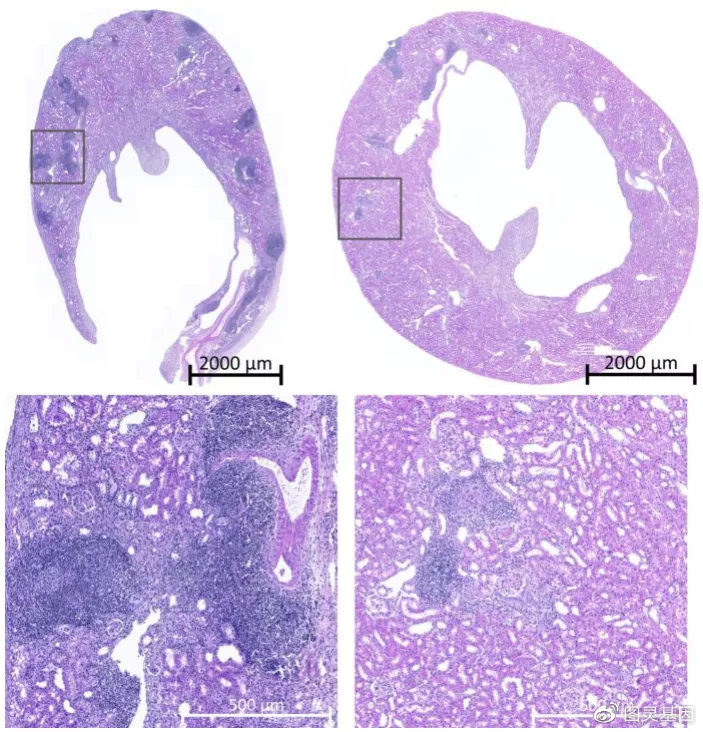Click to enlarge Mouse Kidney Tissue