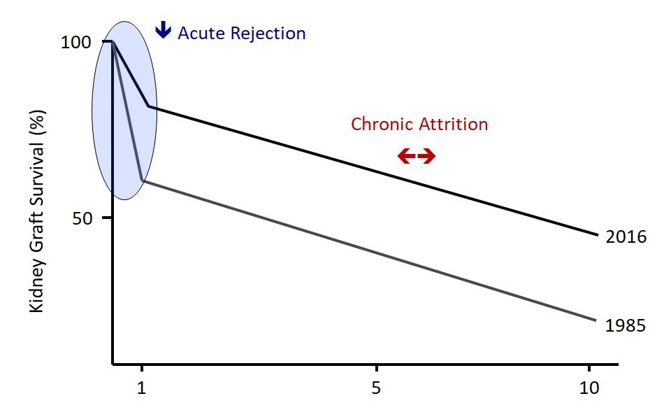 Click to enlarge Survival Rates